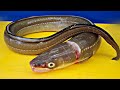 장어 한마리 1kg , 붕장어 손질 , sea eel ,장어구이용 , 장어탕용 , conger ,