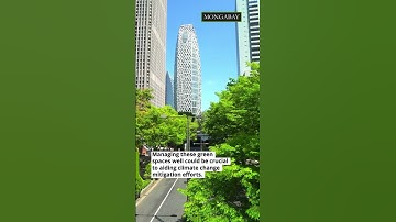 Unveiling the climate change mitigating power of urban green spaces