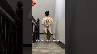 我的布偶猫双肩包也太可爱了