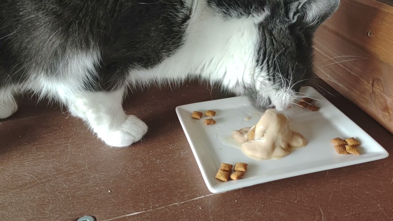 puddycat pudding with kitty custard😻