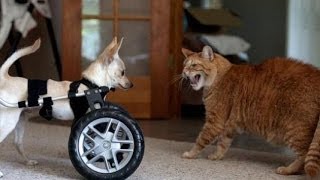 Two-Legged Puppy Rocks New Wheels