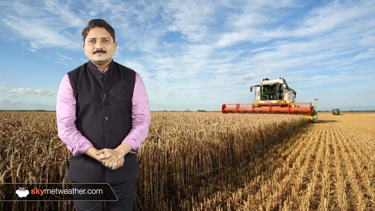 Government may impose import duty on wheat again