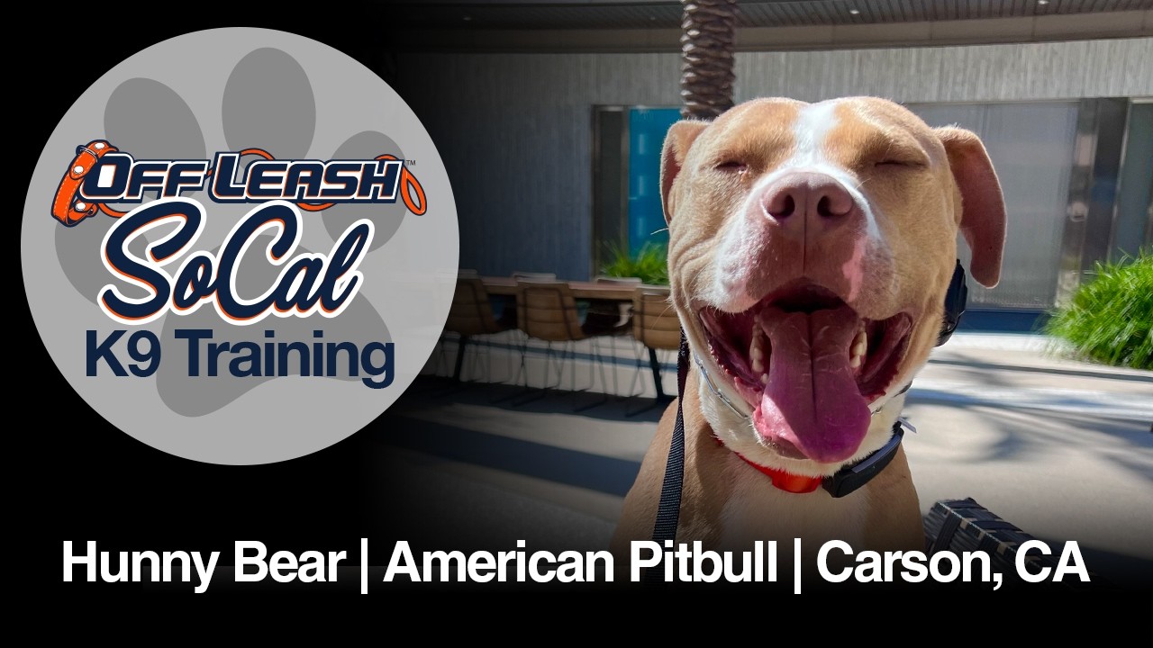 American Pitbull Dog Training | Hunny Bear | Carson, CA