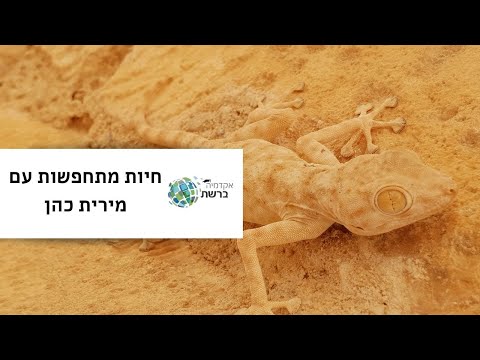 וִידֵאוֹ: 4 דרכים להדוף צרעות מהבית