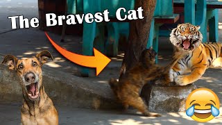 Best Fake Tiger Prank Vs The Bravest Cat Very Funny Comedy Animals _ 100% You Can Not Stop Laugh