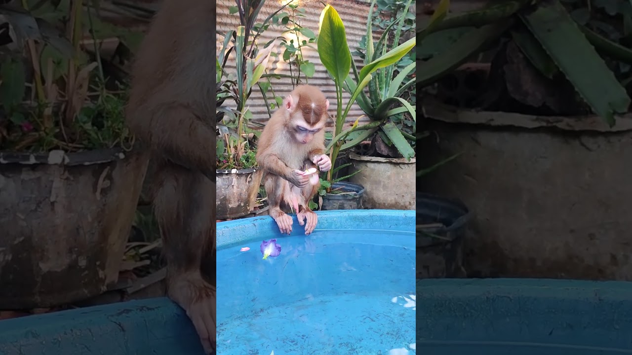 Sweet Baby Monkey Trio Adventures 