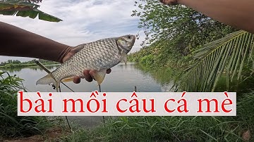 bài mồi câu cá mè vinh, cá mè dãnh siêu nhạy