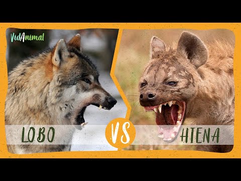 Vídeo: Os Esquivos Lobos Hiena Da América Do Norte - Visão Alternativa