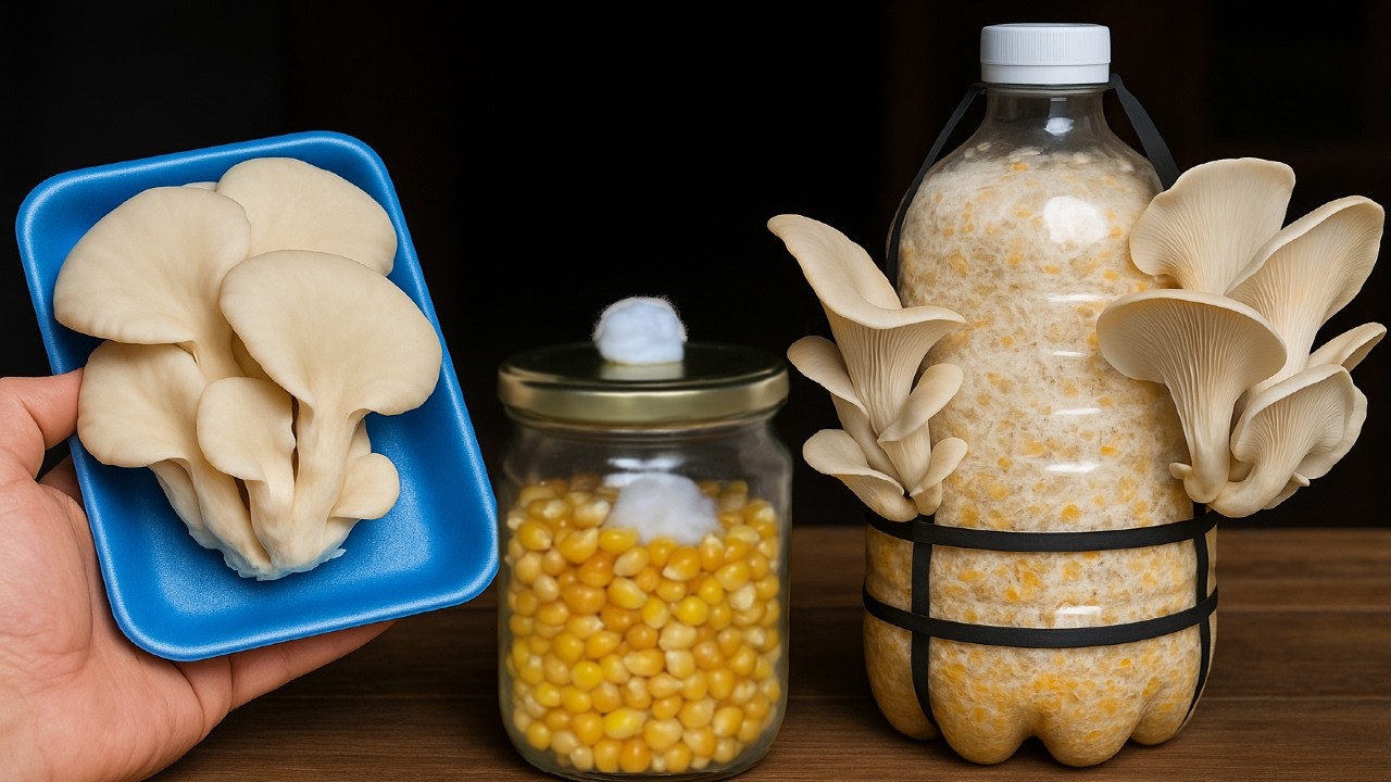 🍄 Как выращивать грибы из супермаркета дома — от начала до сбора урожая