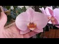 Орхидеи Каменная роза и Ларк сонг не устают цвести !