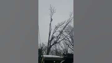Rigging the top of a maple tree over a house!