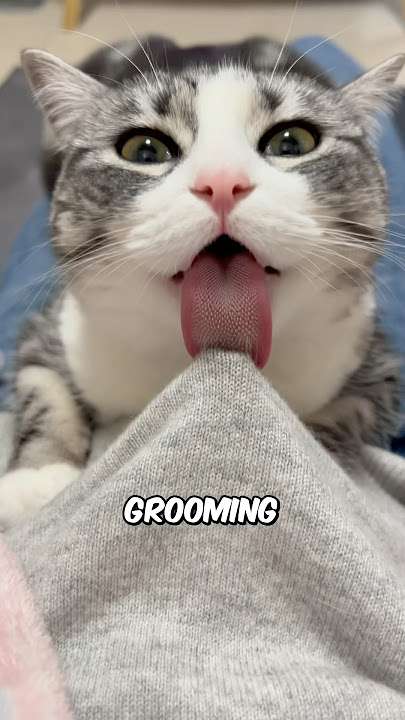 Why Cats Lick You 👅