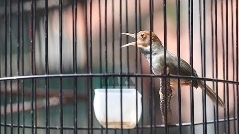 PRENJAK GACOR di pagi hari, AMPUH Buat TERAPI prenjak bahan agar CEPAT GACOR
