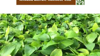 Anubias Barteri Var Nana Sreepadma Farm