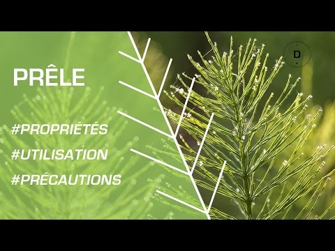 Vidéo: Ephedra (herbe) - Propriétés Utiles Et Utilisations De L'éphédra, Extrait D'éphédra. Prêle D'éphédra, Double Doublure