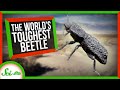 The Engineering Secrets of the World's Toughest Beetle