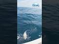 Balığı kaçırmak için elimden geleni yaptım / devamı yayında / Saros Körfezi / Keşan #keşfet #reels