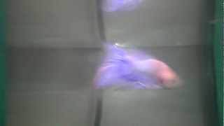 Marble Betta Fish Color Changes Over Time