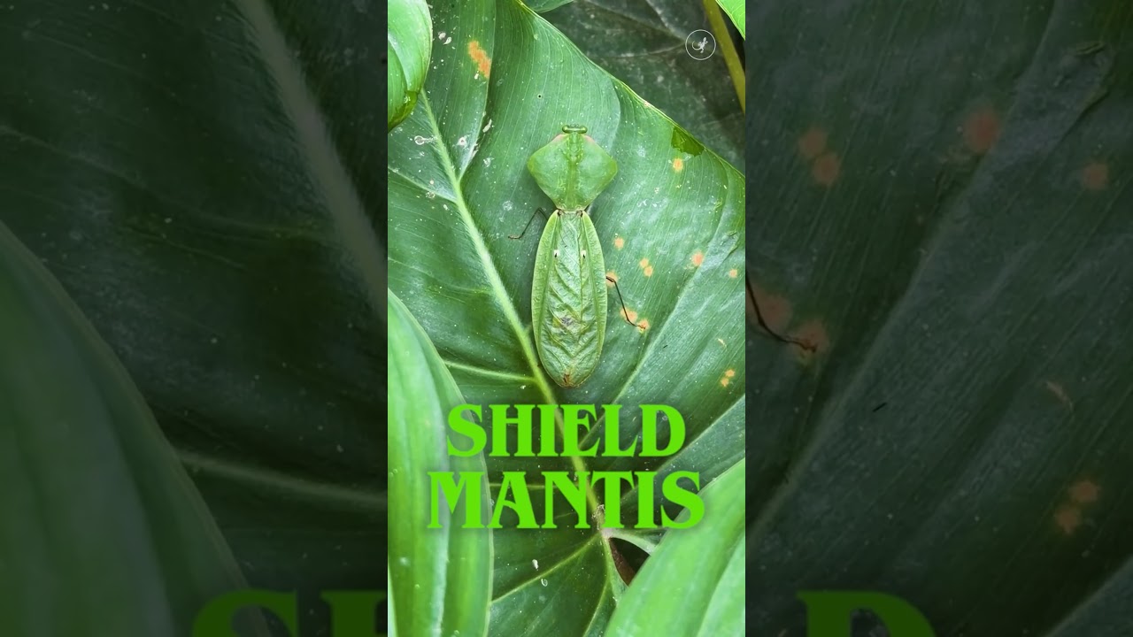 Hunting the Masters of Mimicry in the Amazon