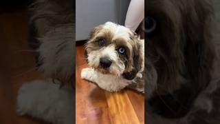 Qual será o nome dele? comenta aqui