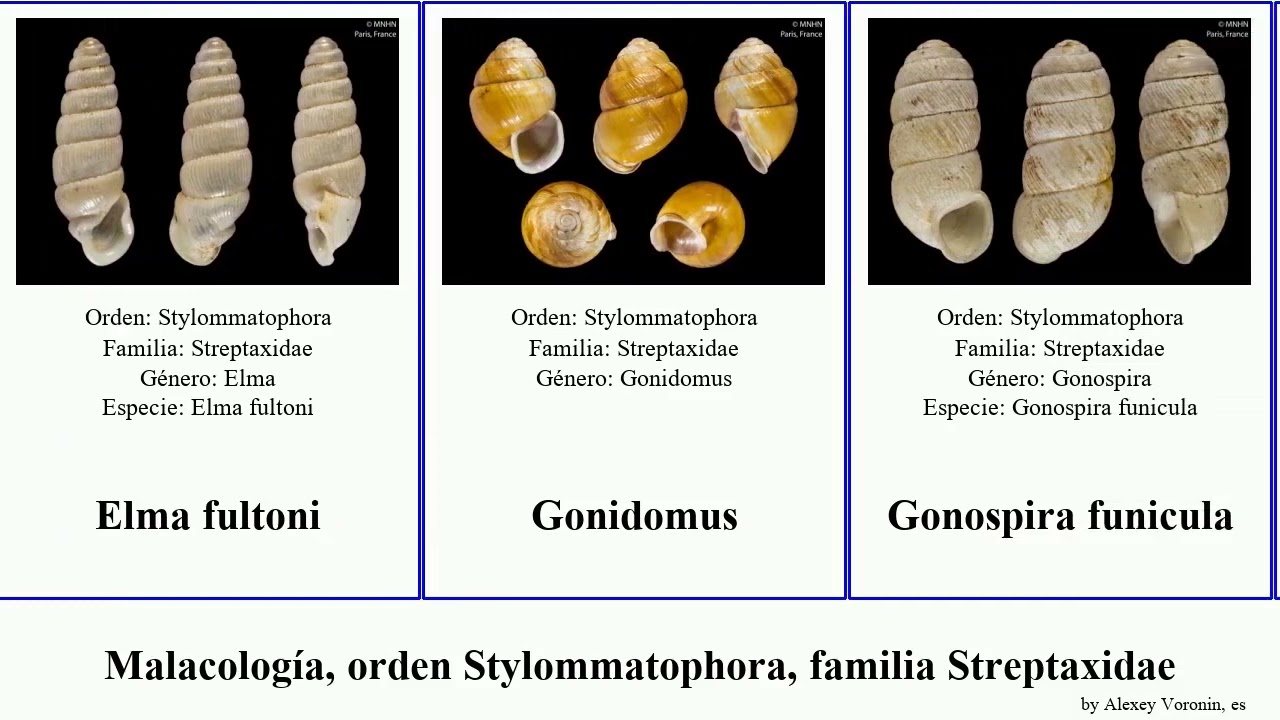 Malacología, orden Stylommatophora, familia Streptaxidae minor featuring mollusca decipiens Koita