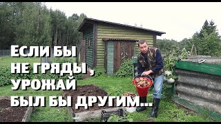 Картофель в грядах дал урожай , несмотря на засуху !