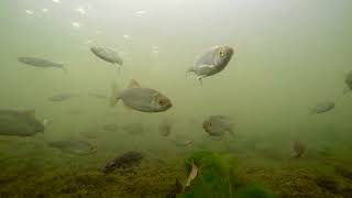 River Lea Dobbs Weir Underwater Dace Roach Perch Gudgeon