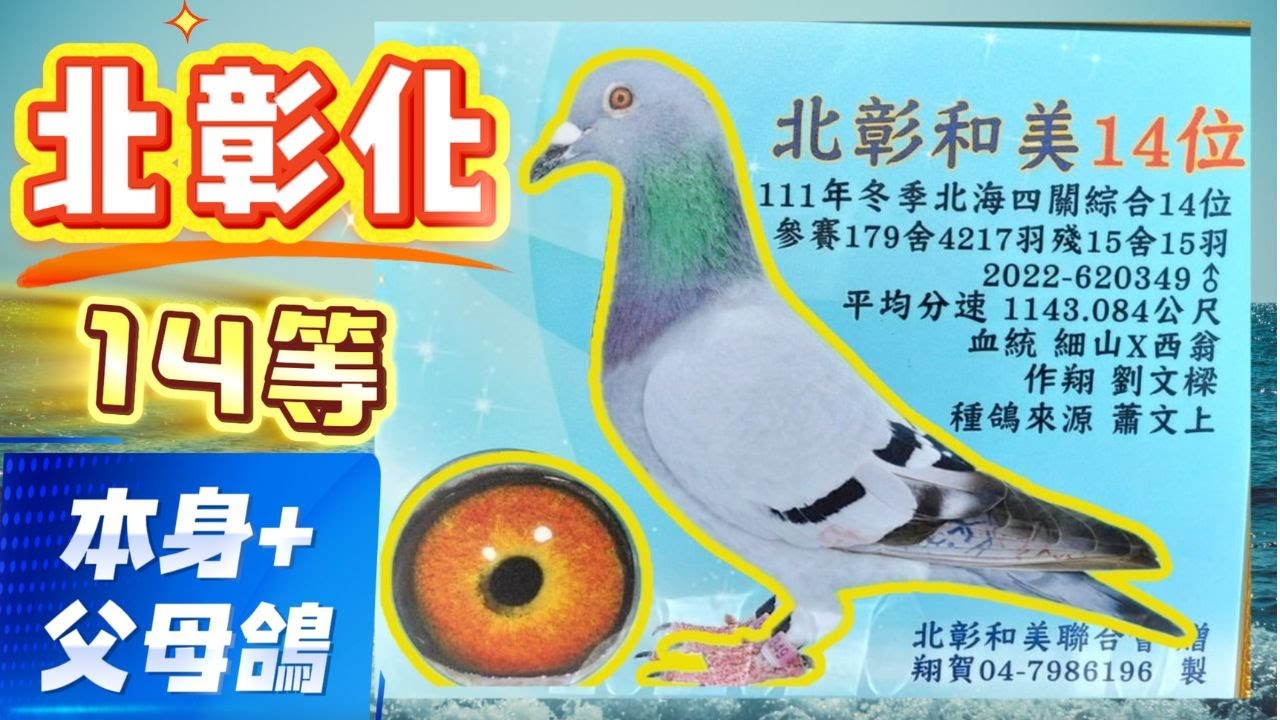 {純欣賞}北彰化和美14等及其父母鴿{純欣賞} #賽鴿 #賽鴿比賽 #賽鴿介紹交流