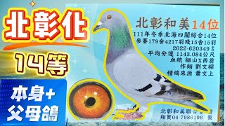 Download Lagu 北彰化和美14等及其父母鴿{純欣賞} #賽鴿 #賽鴿比賽 #賽鴿介紹交流 MP3