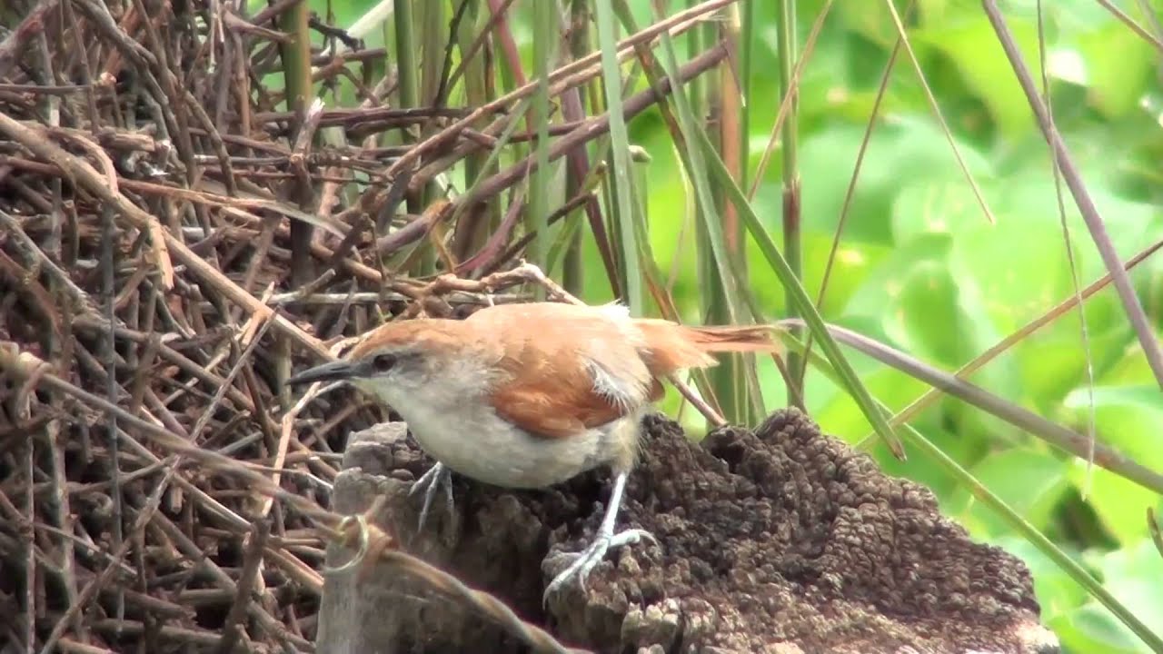 Yellow-chinned Spinetail 
