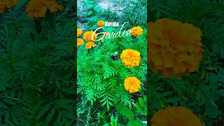 Kerala garden 🪻🌿🌸#kerala #keralamonsoon #nature #greenscreen #green #flowers #garden#rose #edit