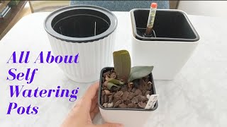 Simplified Indoor Orchid Care: All About Self Watering Pots with Sphagnum Moss | Apartment Growing