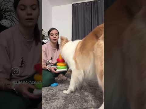 УТОМИТЬ ЭТУ СОБАКУ🫠⬇️ в комментариях подробно #кинолог #собака #бордерколли