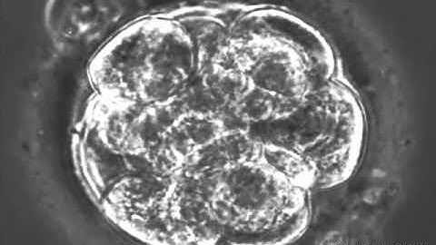 Time-lapse observation of fertilized mouse embryo up to the blastocyst stage