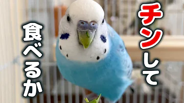 インコ おもしろ 画像 インコ おもしろ 画像