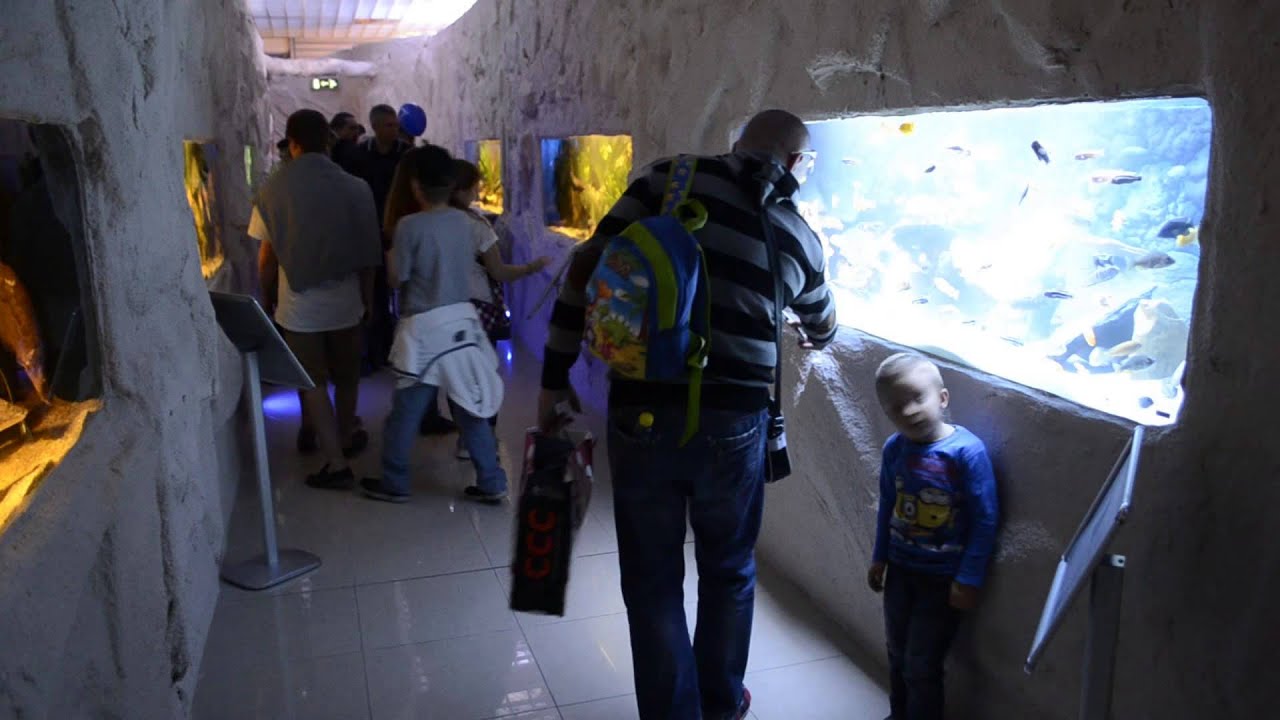 Otwarcie Oceanarium w Blue City - YouTube