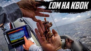 Ловля СОМА на КВОК 2021, Эхолот лоуренс ФС для ловли сома на квок, Lowrance Elite FS 9, Сом, CatFish