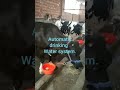 COW DRINKING WATER SYSTEM
