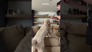 normal dogs v my dog #doggie #puppy #cute #bestfriend #goldendoodle #funny