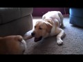 English Bulldog and Labrador Retriever playing