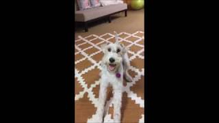 LILY & HER PURPLE BALL by WireFoxRescueMidwest 605 views 7 years ago 2 minutes, 19 seconds