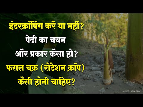 केला फसल में आम समस्याएँ और उनके समाधान | Pollen Kisan