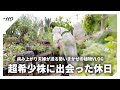 【アガベ/塊根/観葉植物】珍奇植物店で超希少株に出会ったとある日のVLOG|タナベフラワー/フラワービレッジ/ヨネヤマプランテイション