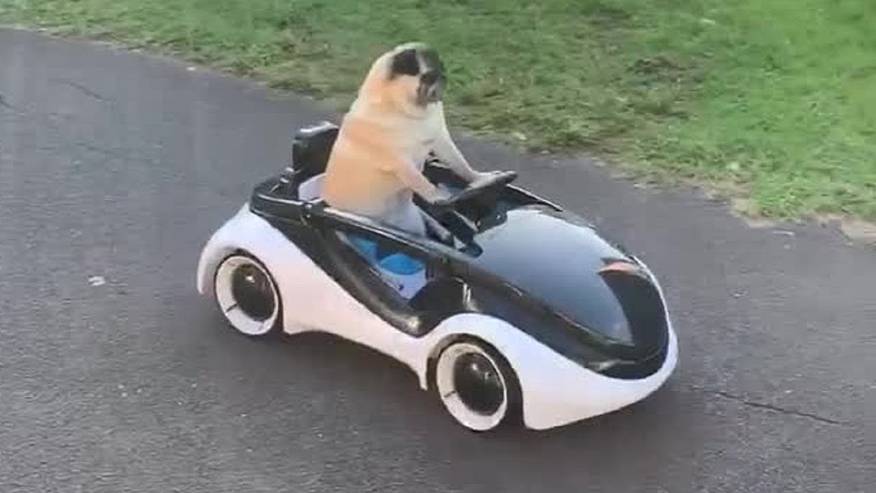 Super cool pug cruises along in remote 