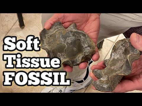 Soft Tissue FOSSIL