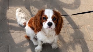 Winter Safety Tips for Cavalier King Charles Spaniels