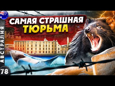 ТАСМАНИЯ | Печальное ПРОШЛОЕ и счастливое НАСТОЯЩЕЕ | Тасманский ДЬЯВОЛ