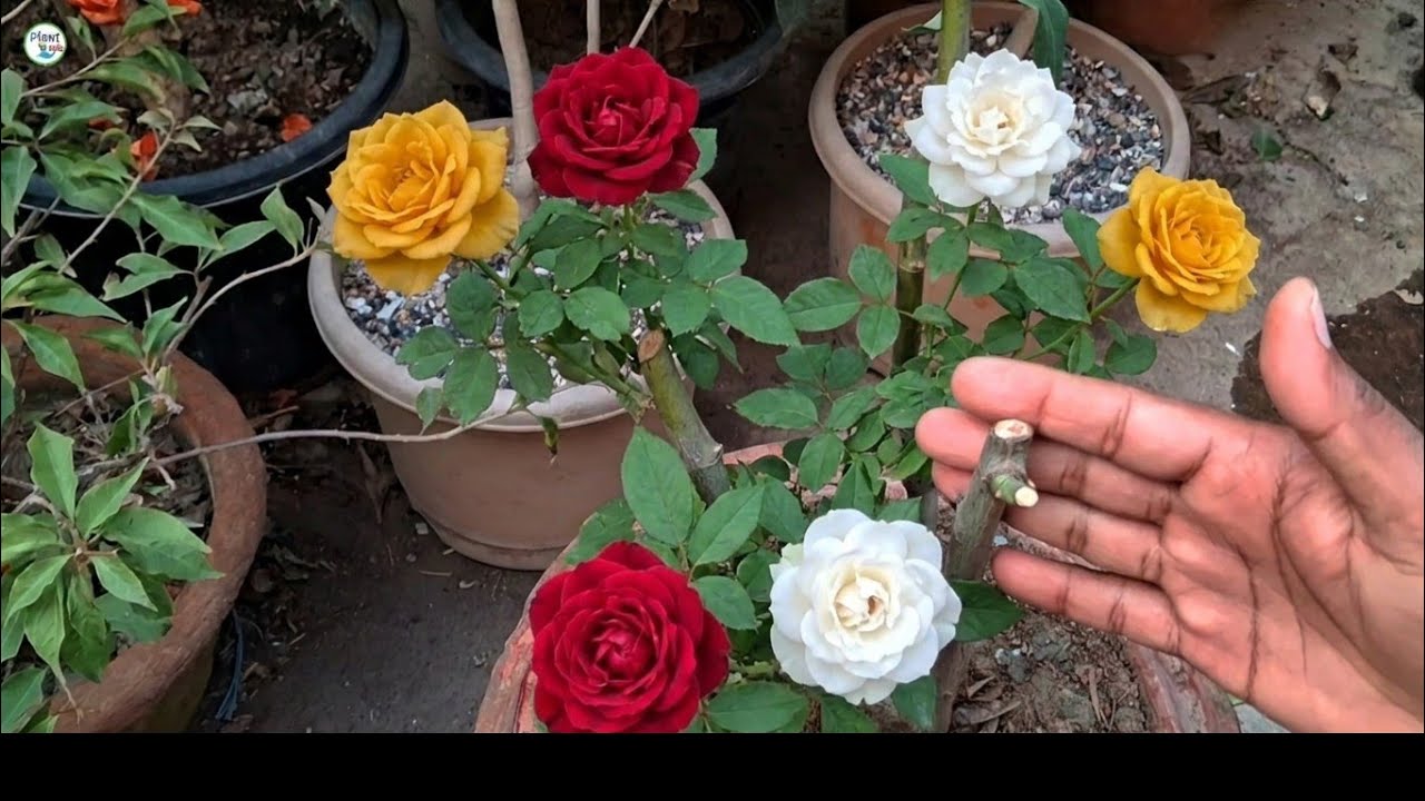 With update | गुलाब को Graft करना सीखो #plantinfo #multigraftedrose #update 
