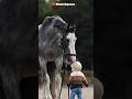a pig plays with a horse #shorts #horse #animals #viral