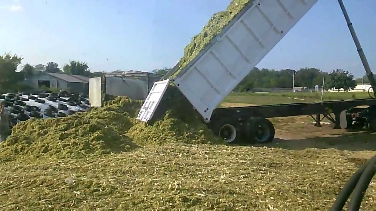 End Dump Truck >> 1980 Benson 30' End-Dump Trailer Dumping Corn Silage (2)- Sept. 2013- Cupps Farms- Shell Knob ... End Dump Truck >> 1980 Benson 30' End-Dump Trailer Dumping Corn Silage (2)- Sept. 2013- Cupps Farms- Shell Knob ...